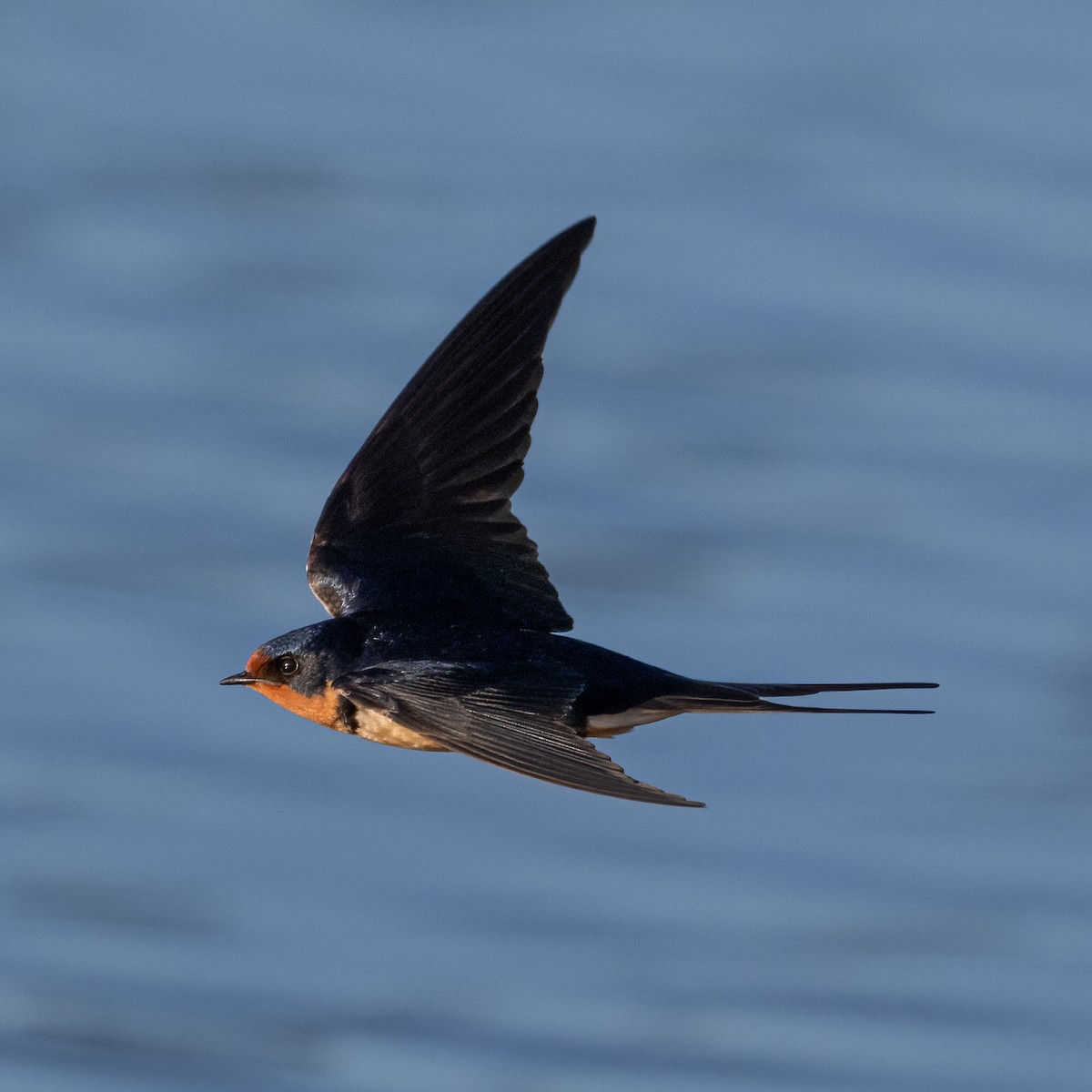 Barn Swallow - ML635790473
