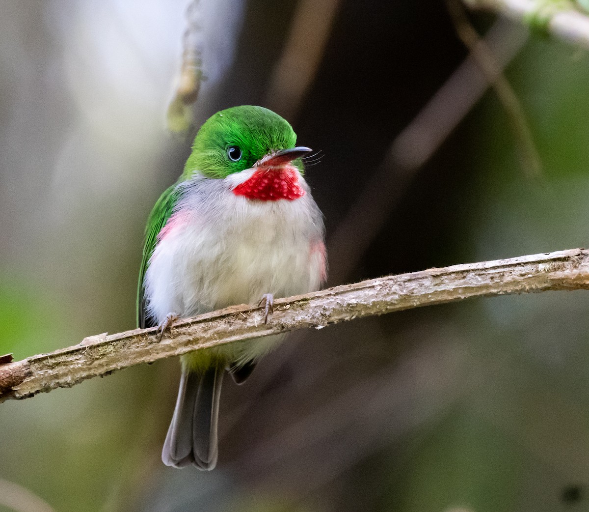Narrow-billed Tody - ML635790488