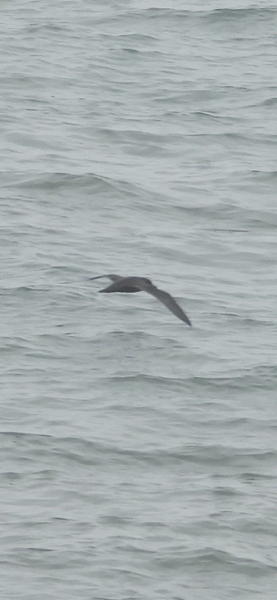 ハイイロミズナギドリ - ML635790532