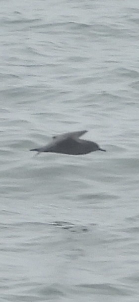 ハイイロミズナギドリ - ML635790533