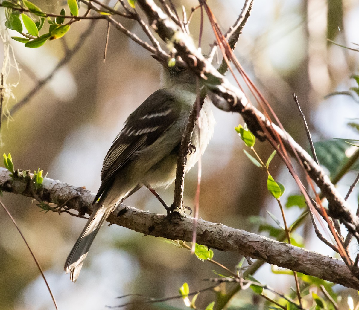 Greater Antillean Elaenia - ML635790550