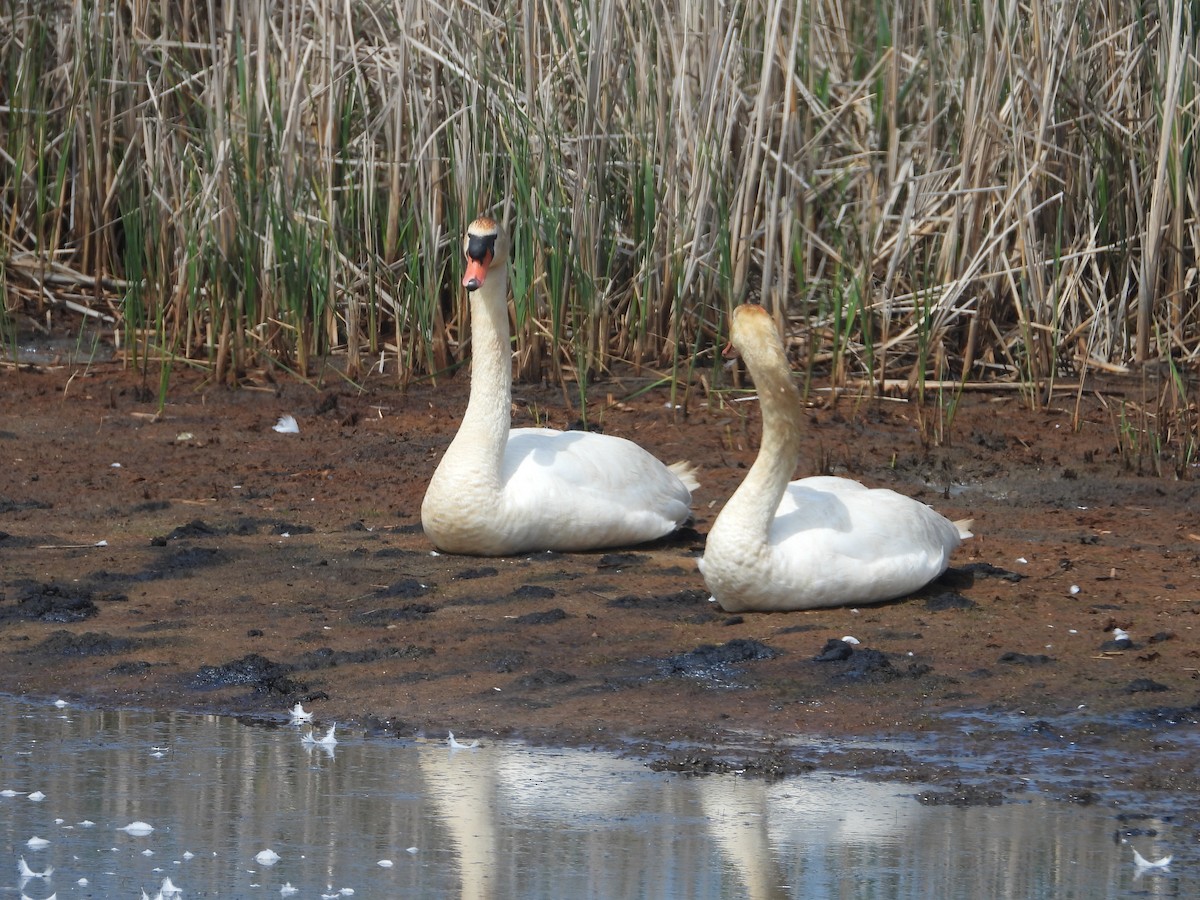 コブハクチョウ - ML635790584