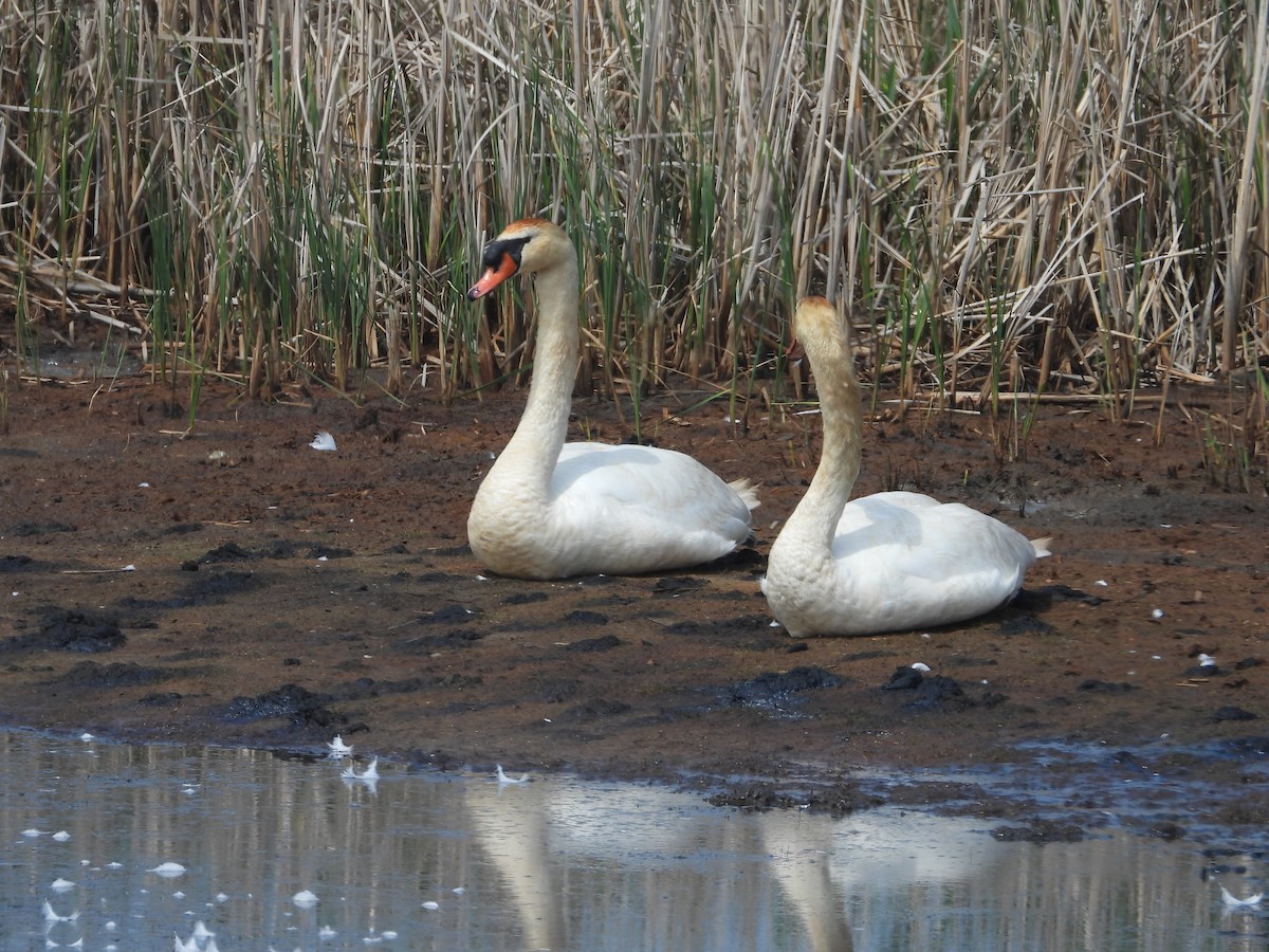 コブハクチョウ - ML635790585