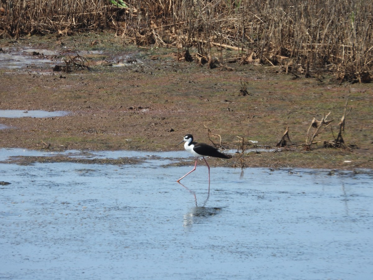 クロエリセイタカシギ - ML635790602