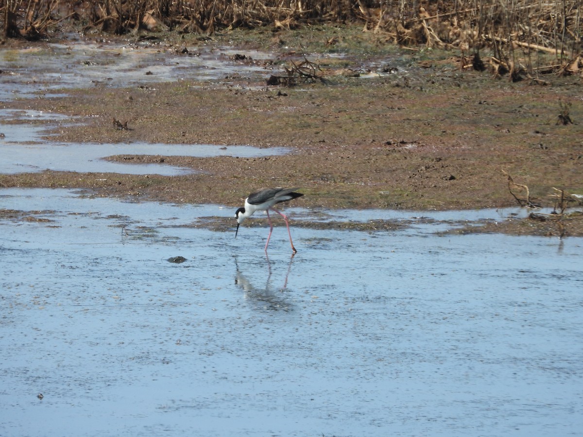 クロエリセイタカシギ - ML635790603