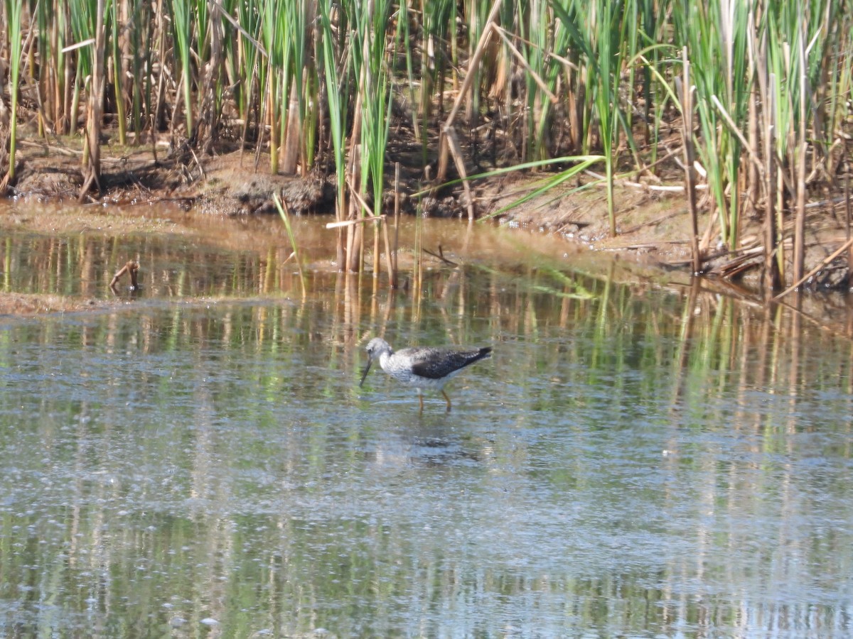 オオキアシシギ - ML635790620