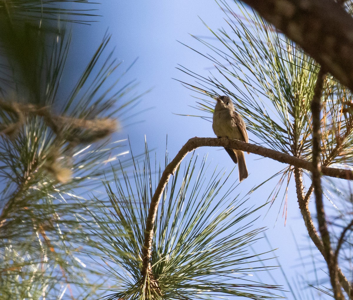 Hispaniolan Pewee - ML635790621