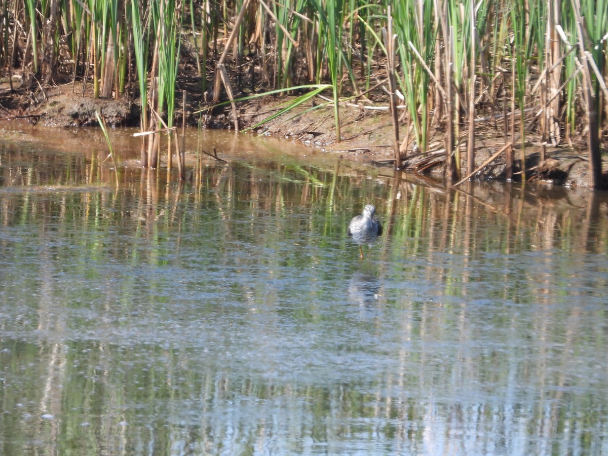 オオキアシシギ - ML635790622