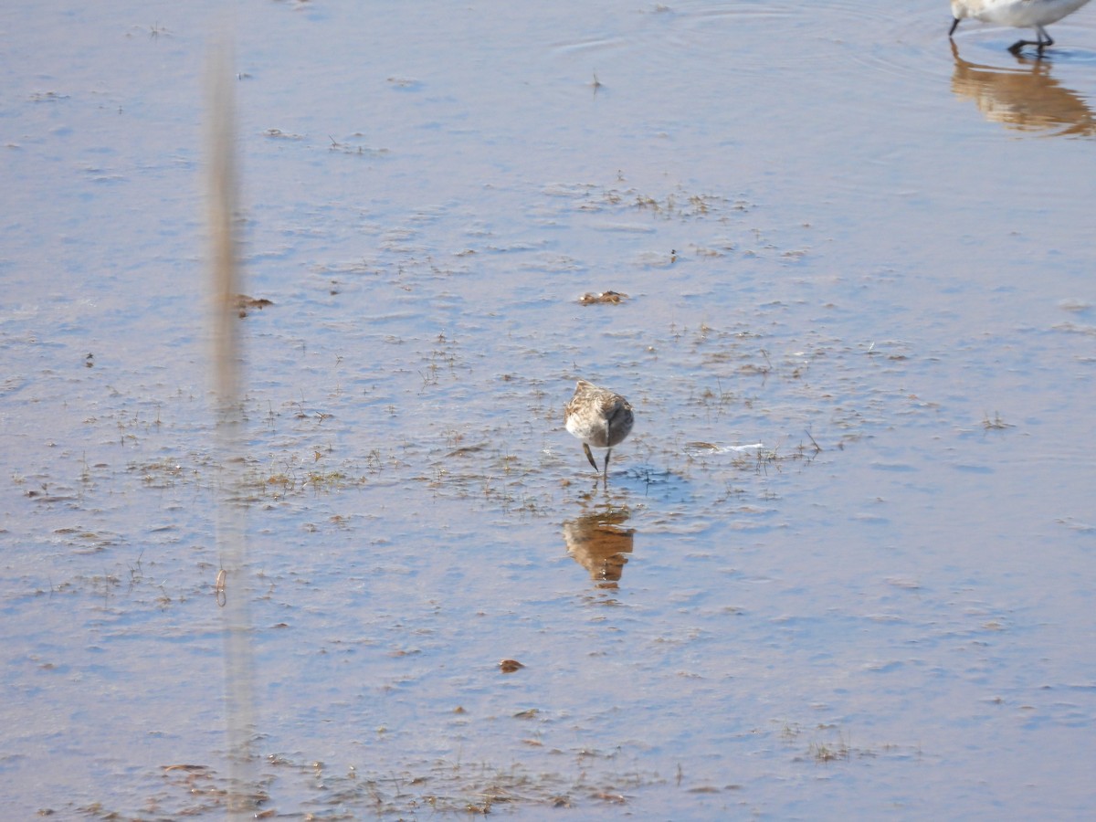 アメリカヒバリシギ - ML635790627