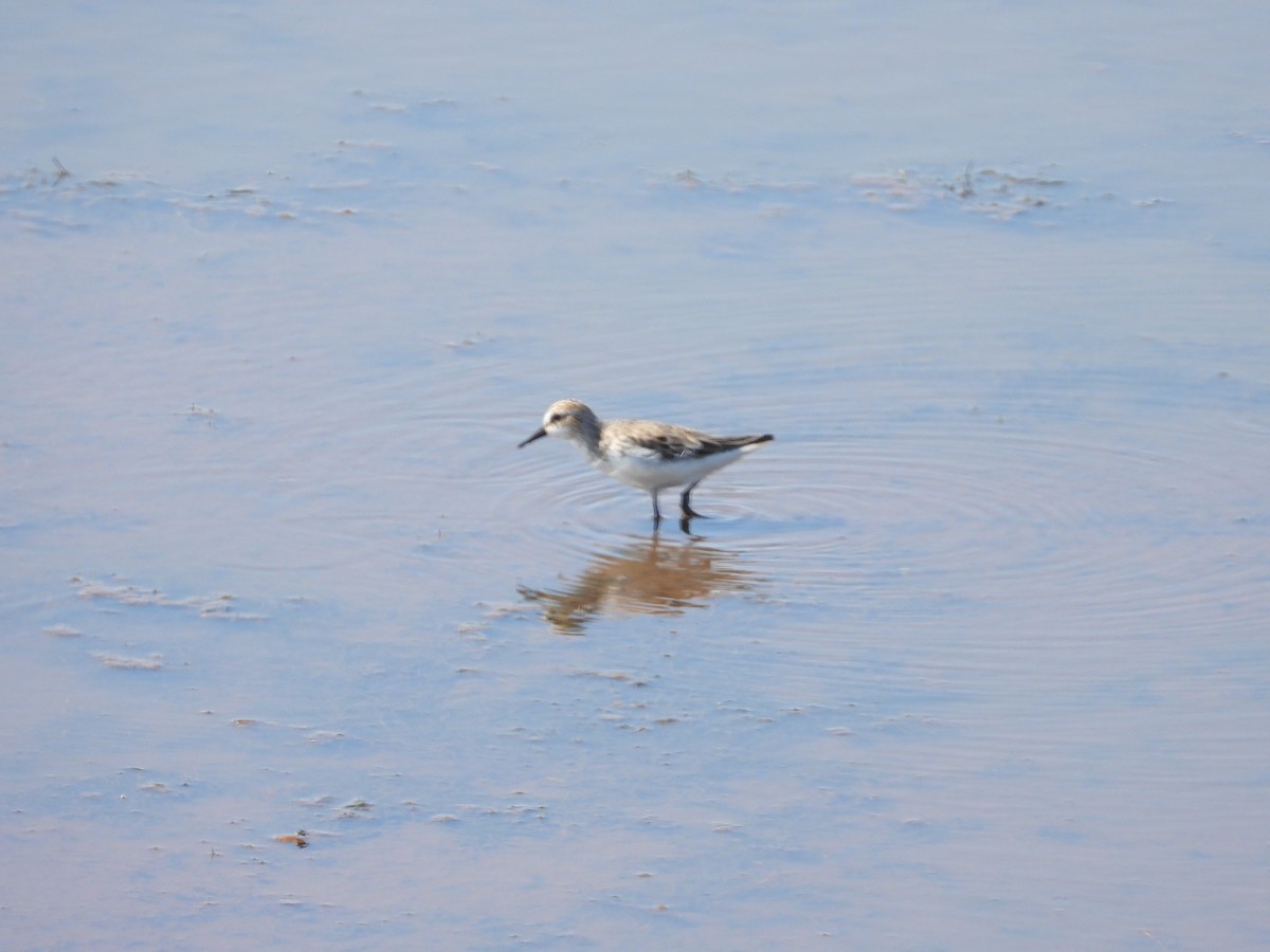 ヒレアシトウネン - ML635790640