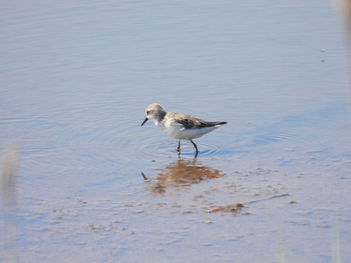 ヒレアシトウネン - ML635790641