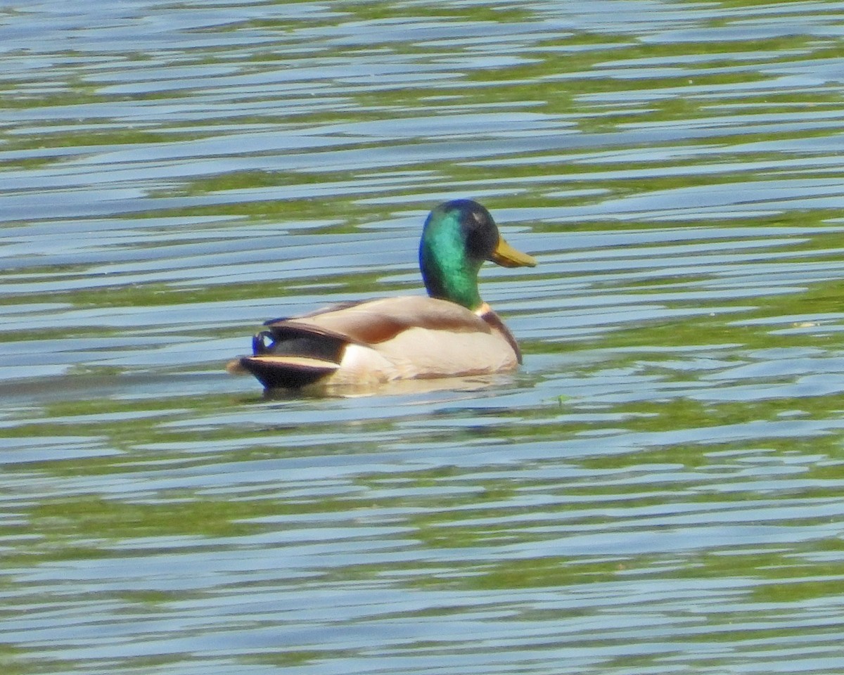 Mallard - ML635790716