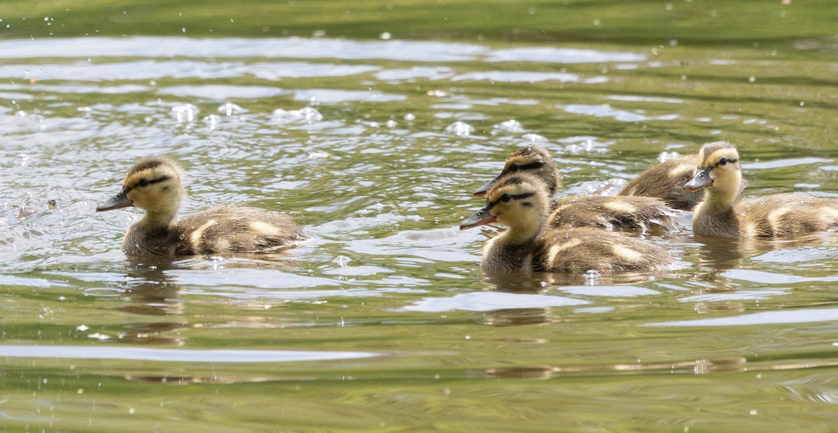Mallard - ML635790729