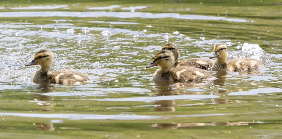 Mallard - ML635790730