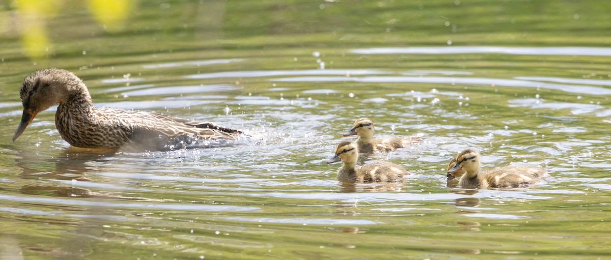 Mallard - ML635790731