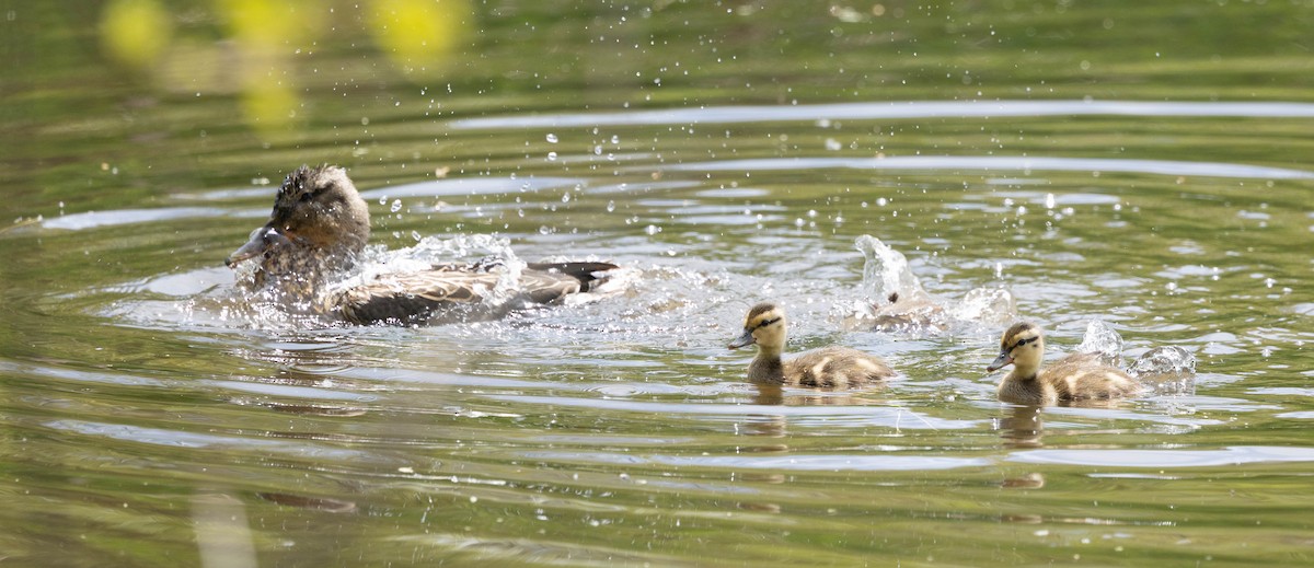 Mallard - ML635790732