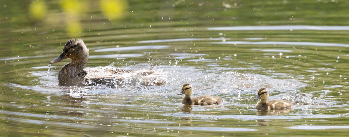 Mallard - ML635790733