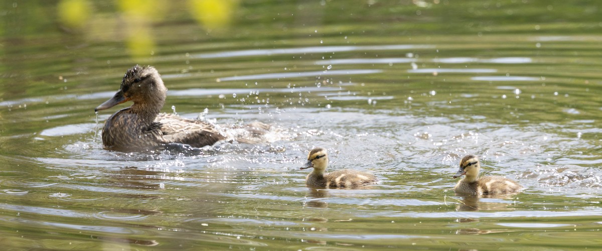Mallard - ML635790734