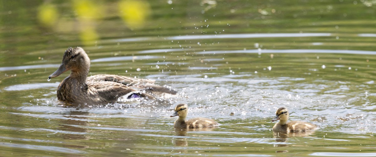 Mallard - ML635790735