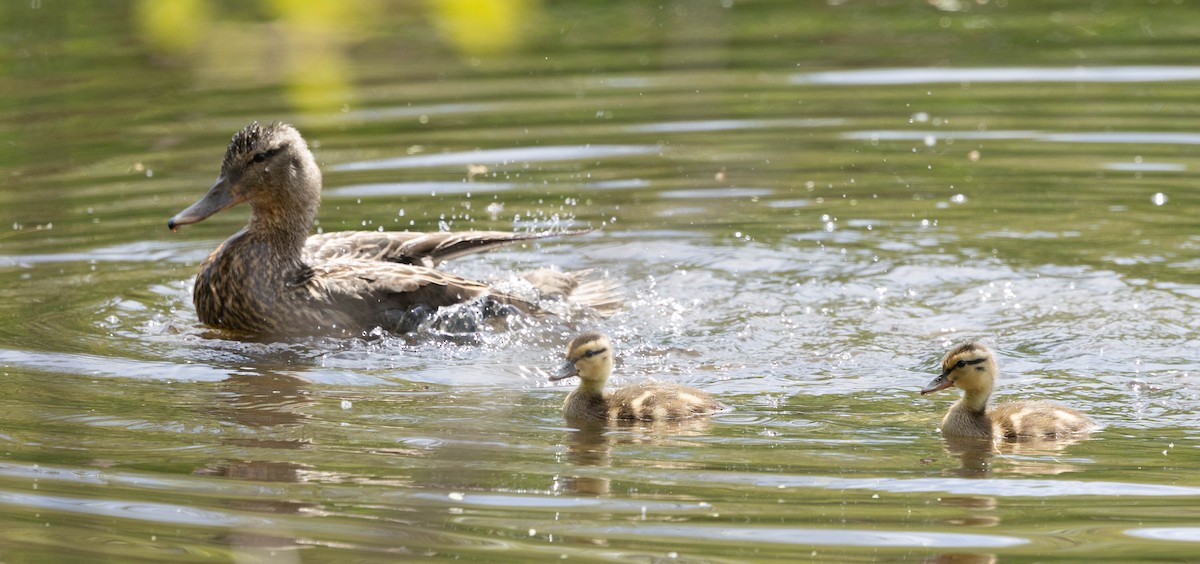 Mallard - ML635790736