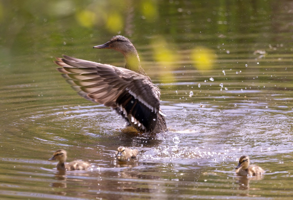 Mallard - ML635790737