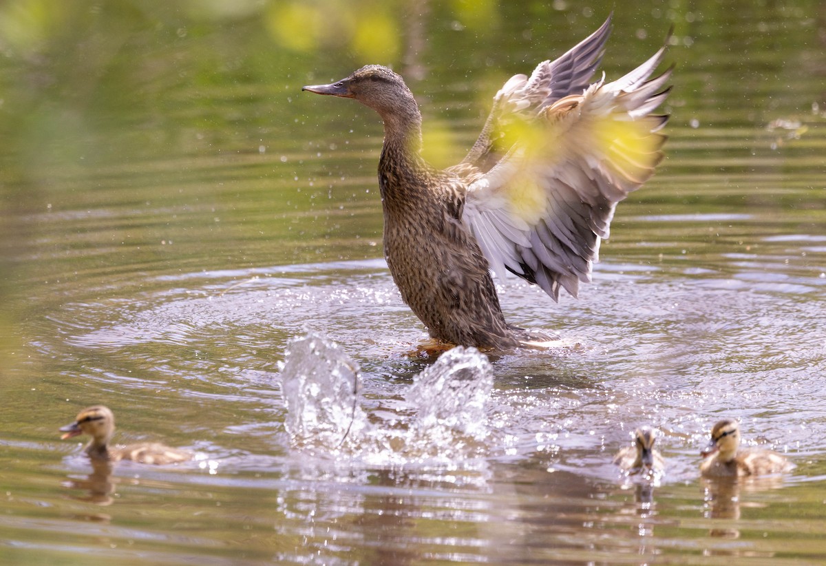 Mallard - ML635790739