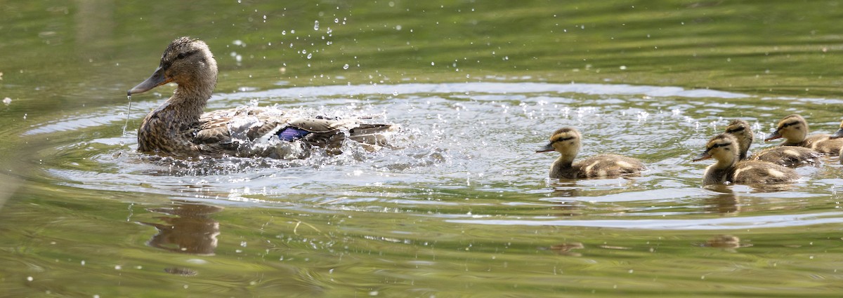 Mallard - ML635790740