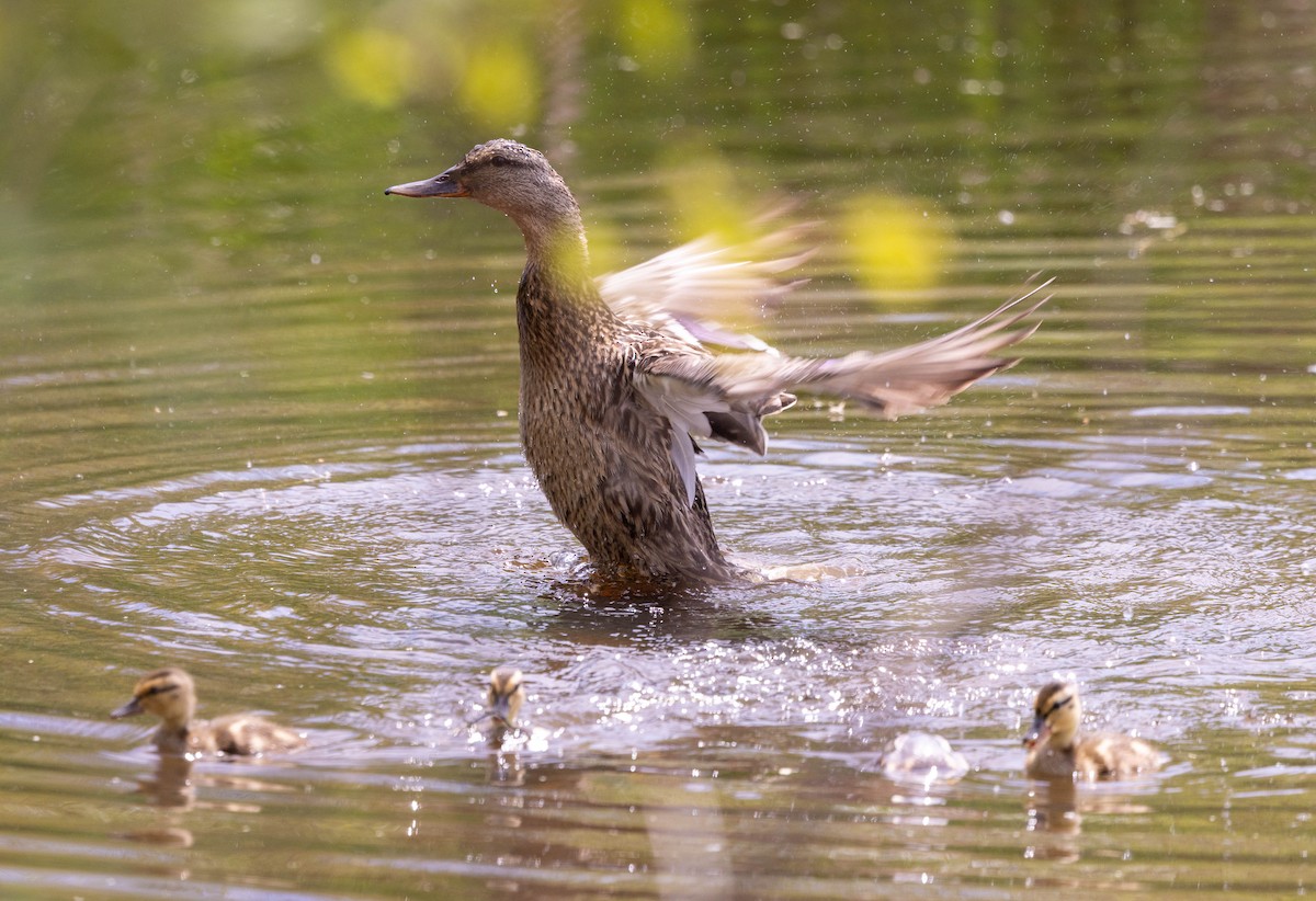 Mallard - ML635790741