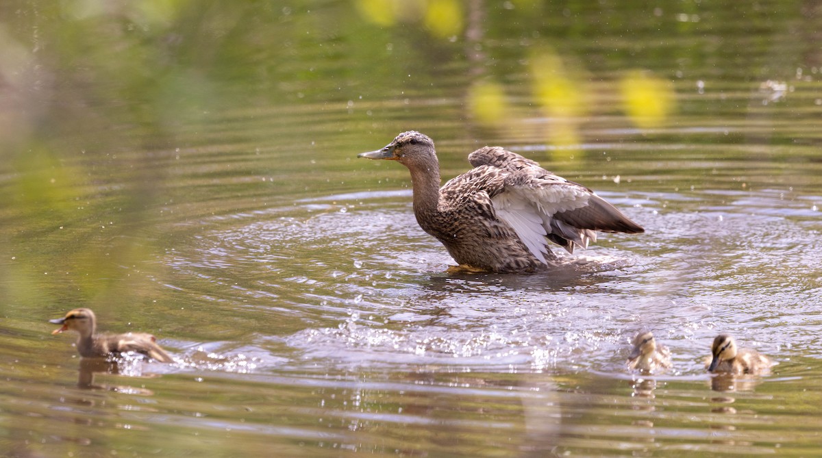 Mallard - ML635790743