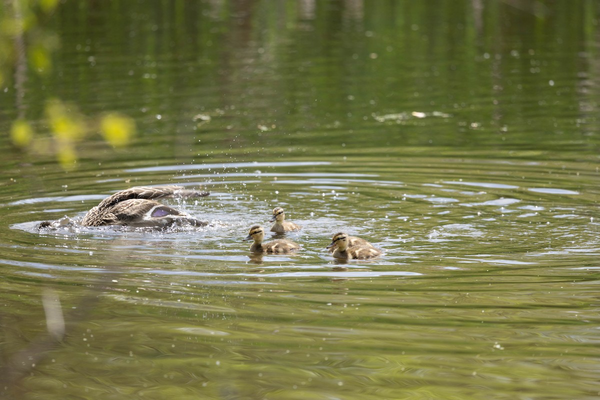 Mallard - ML635790745