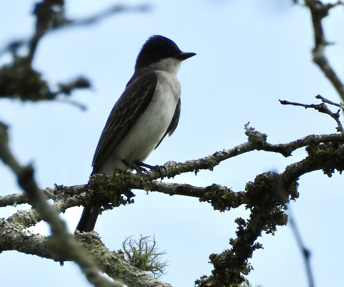 Eastern Kingbird - ML635790749