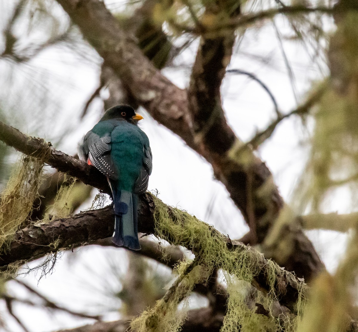Hispaniolan Trogon - ML635790755