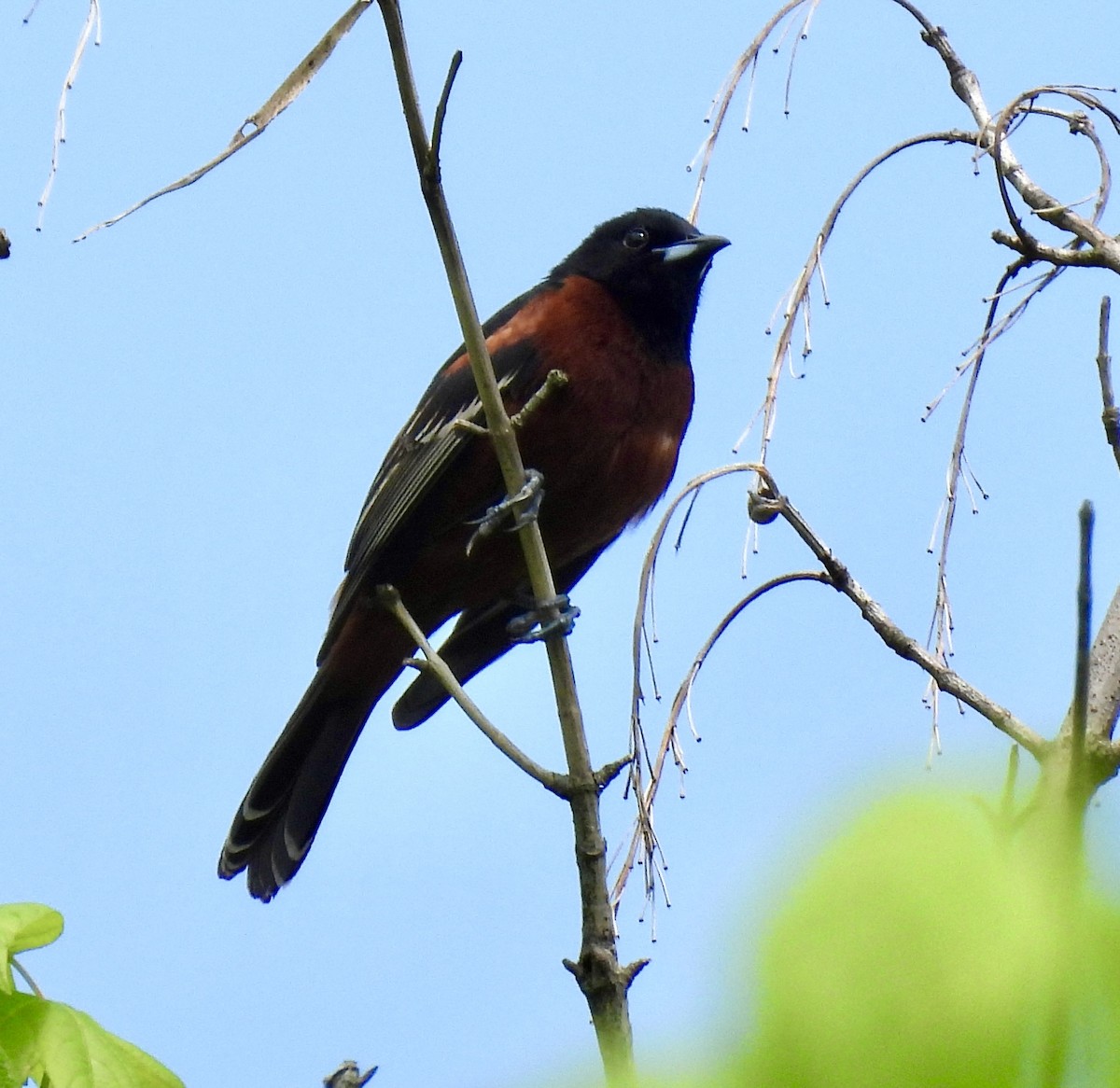 Orchard Oriole - ML635790773