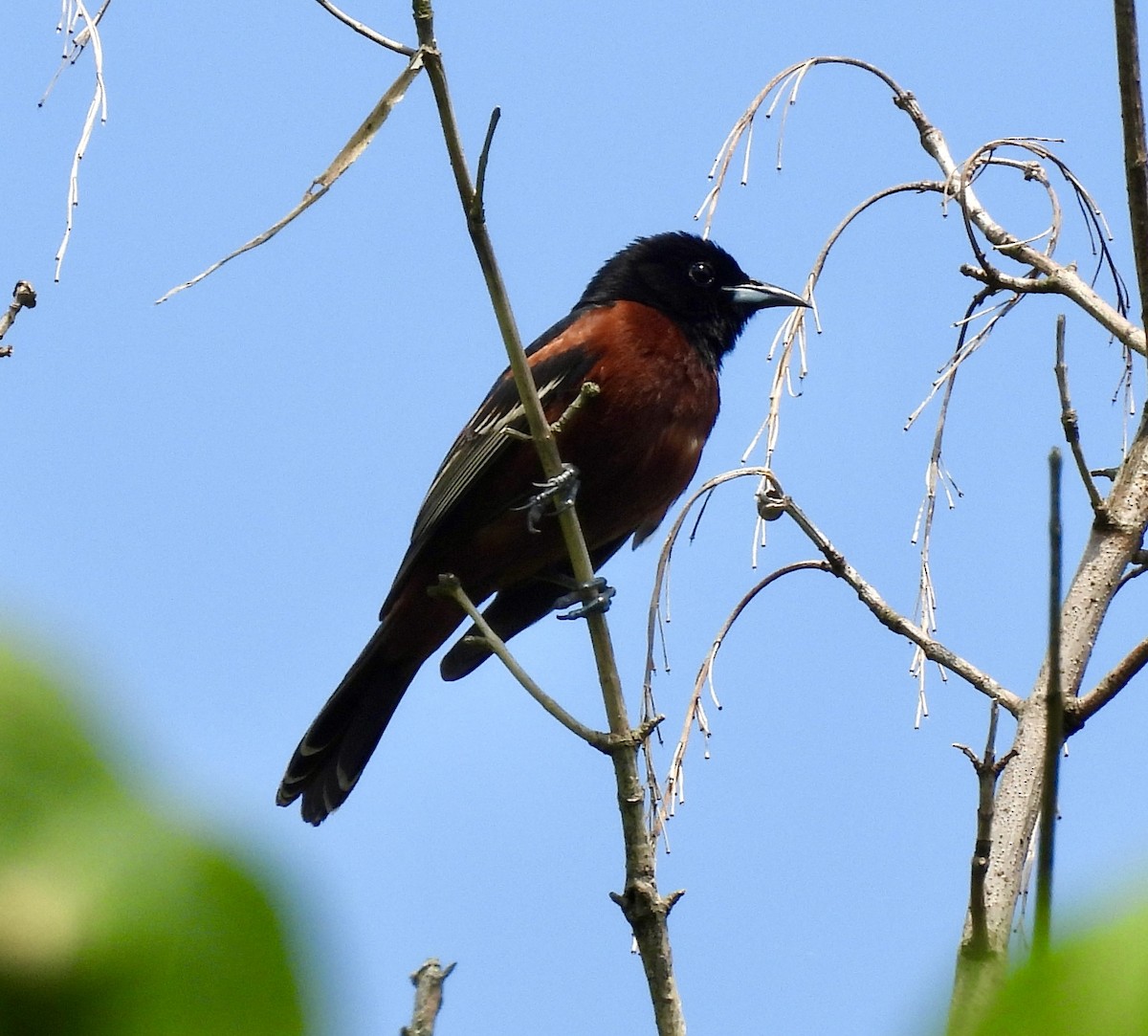 Orchard Oriole - ML635790774