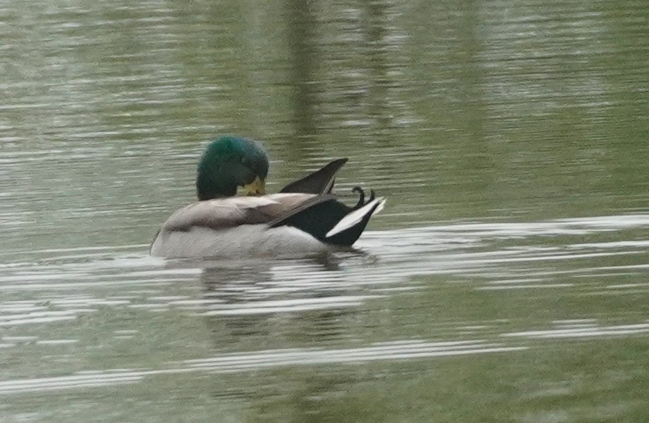 Mallard - ML635790848