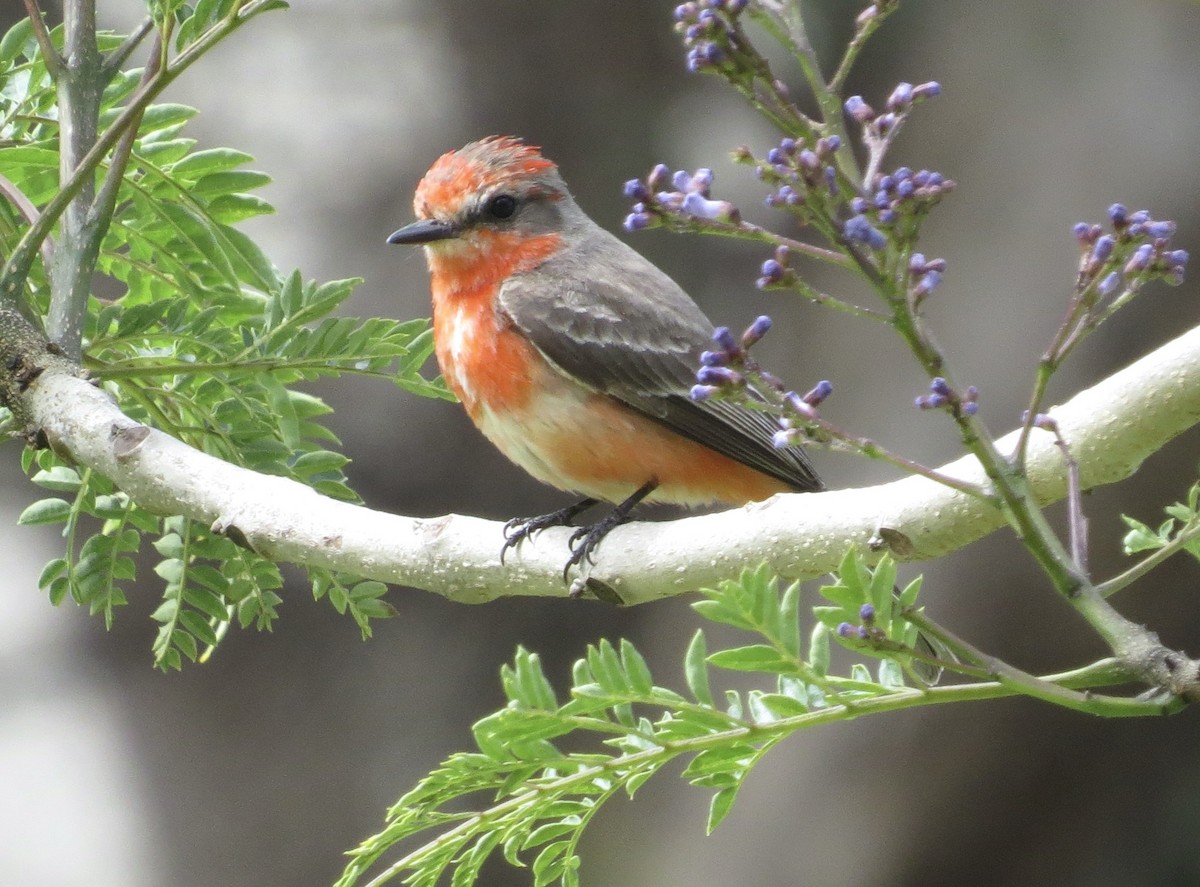 Vermilion Flycatcher - ML635790934