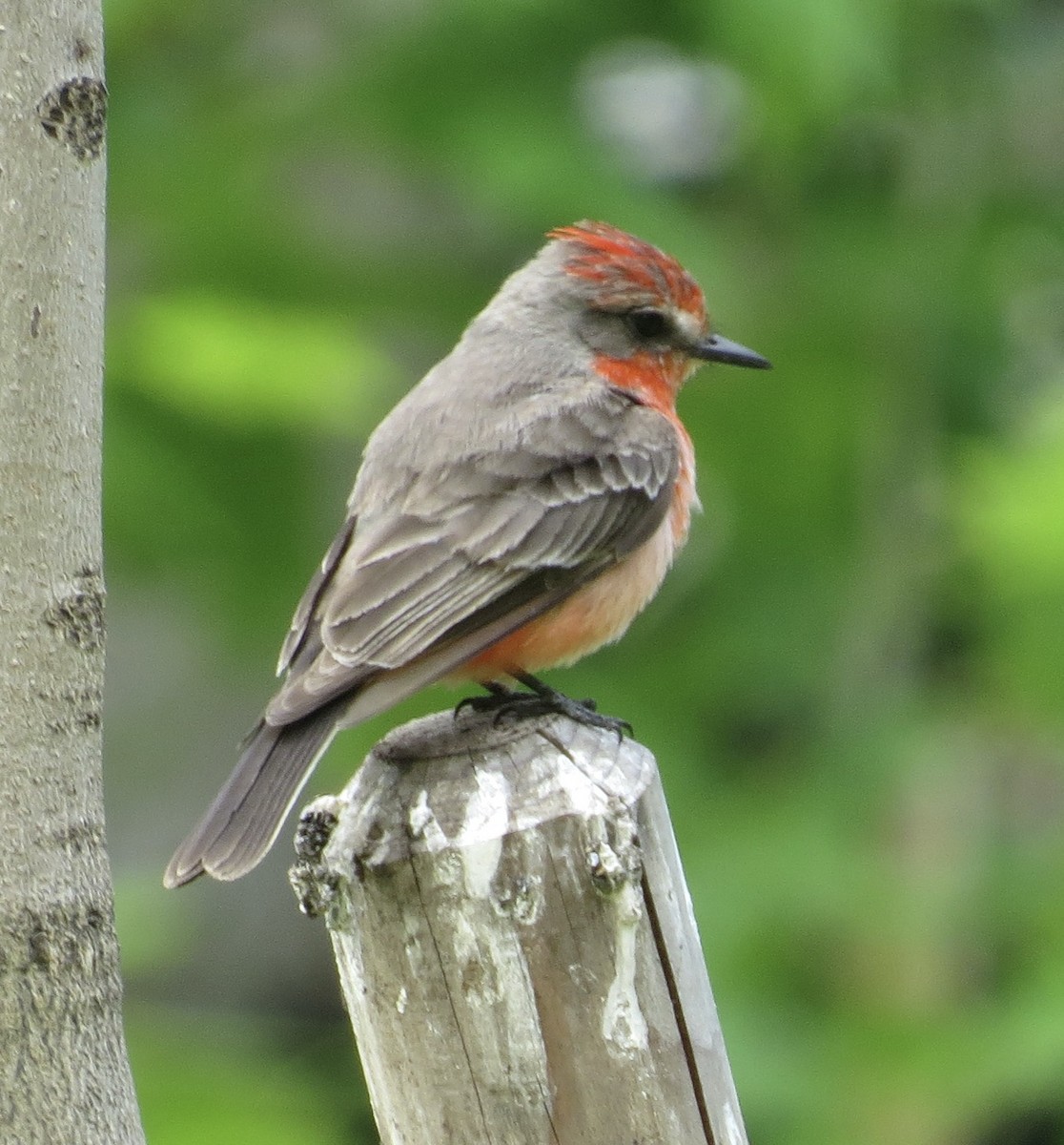 Vermilion Flycatcher - ML635790942