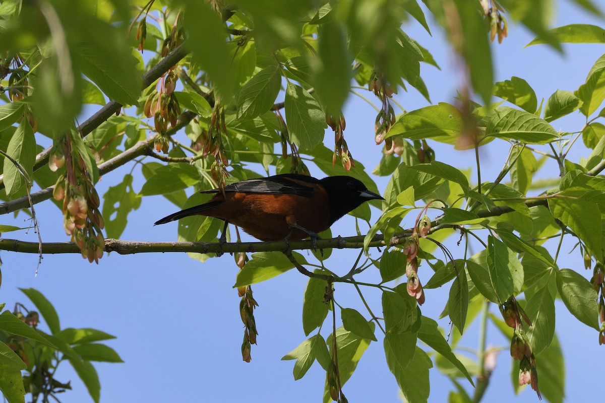 Oriole des vergers - ML635790964