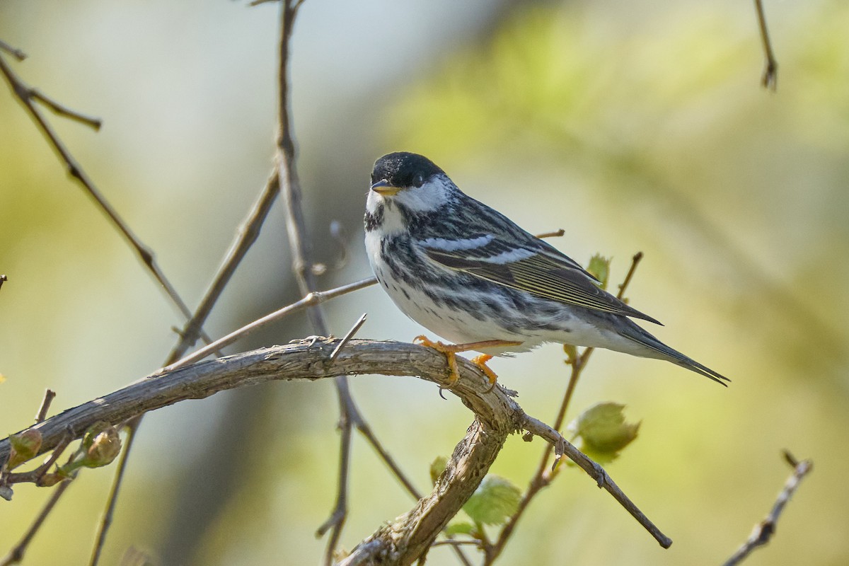Blackpoll Warbler - ML635790972