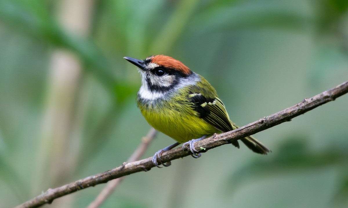 Rufous-crowned Tody-Flycatcher - ML635790988