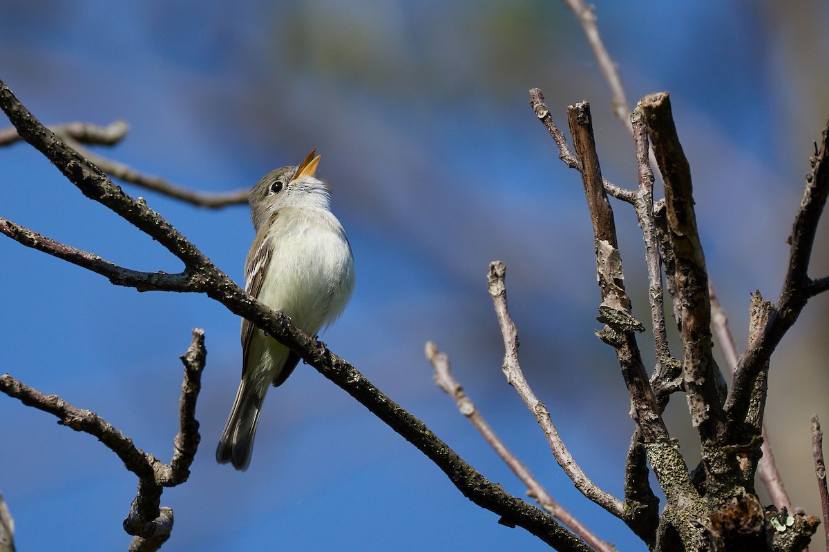 Least Flycatcher - ML635791020