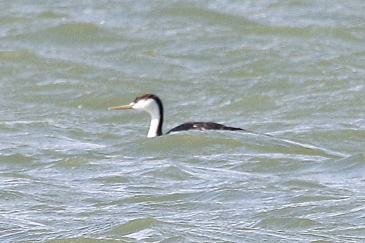 Western Grebe - ML635791036