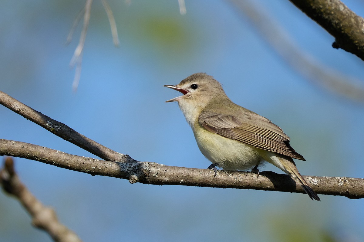 Eastern Warbling Vireo - ML635791047