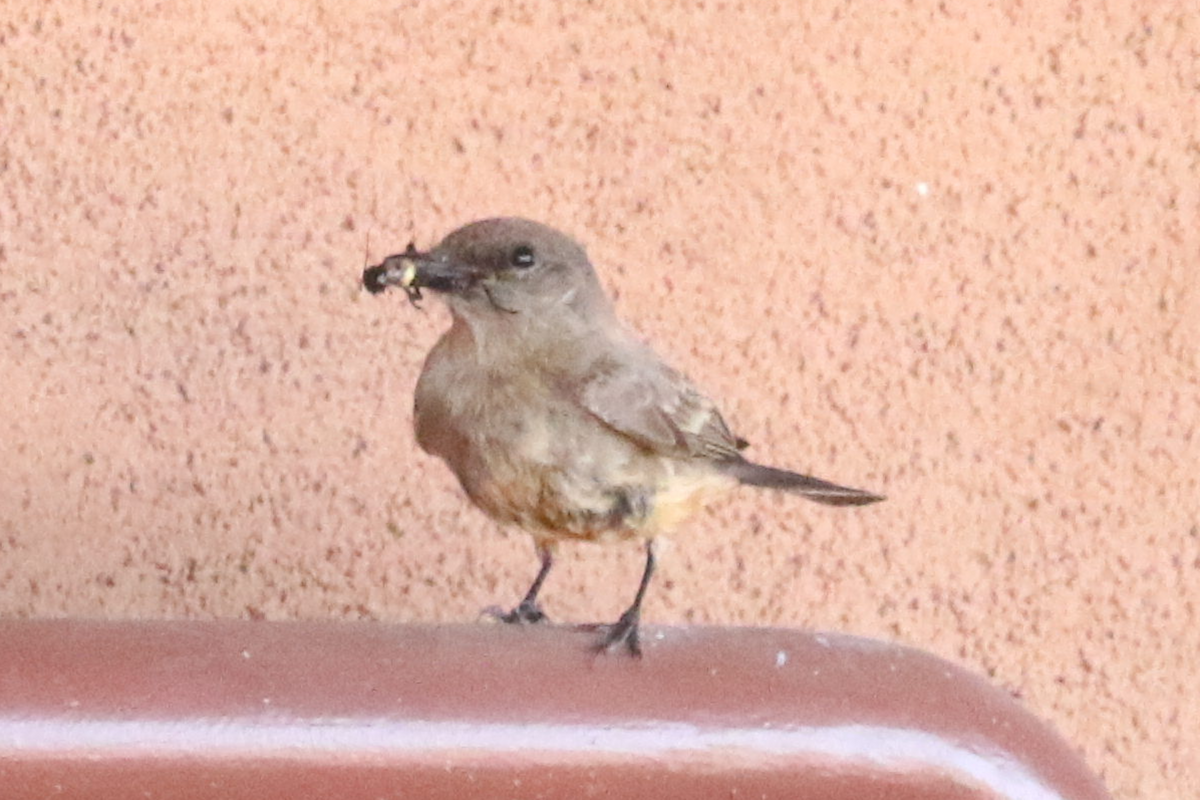 Say's Phoebe - ML635791057