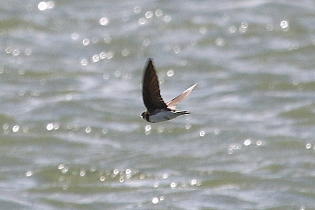 Northern Rough-winged Swallow - ML635791061