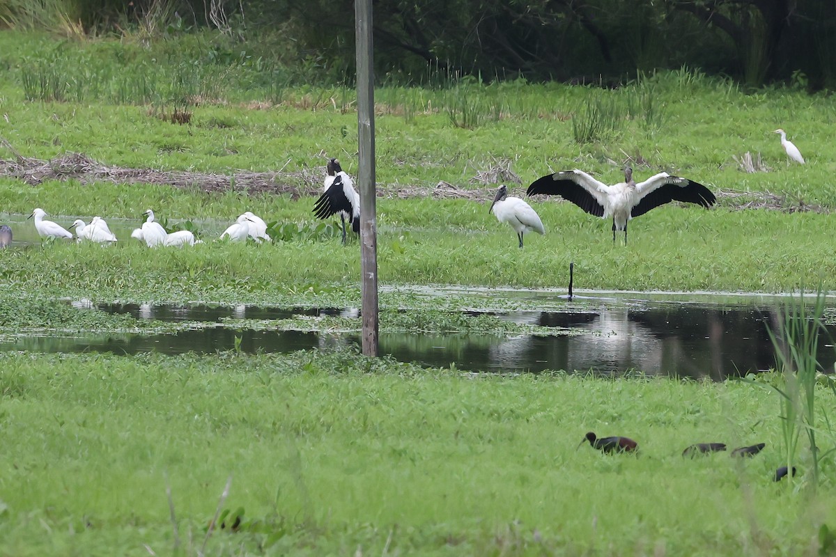 Wood Stork - ML635791167