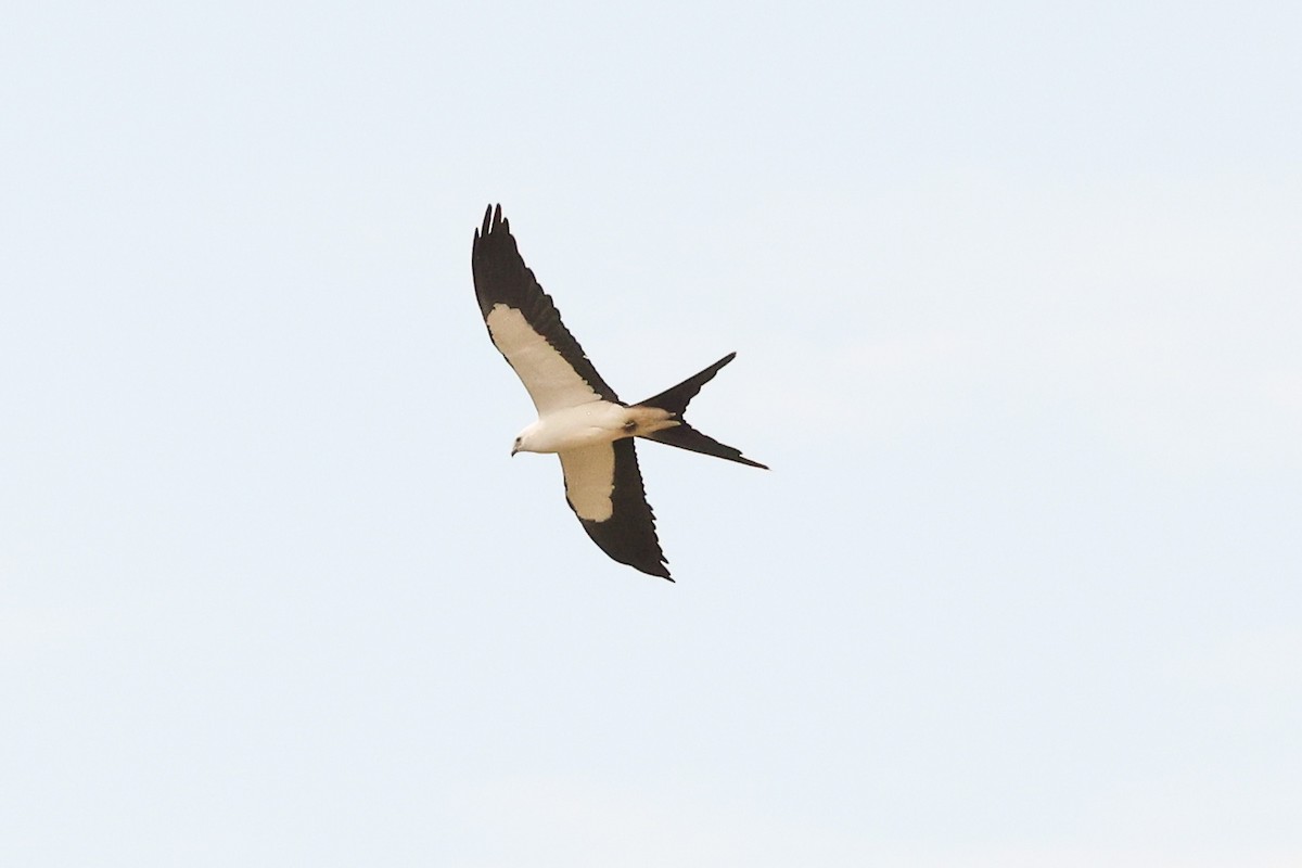 Swallow-tailed Kite - ML635791191