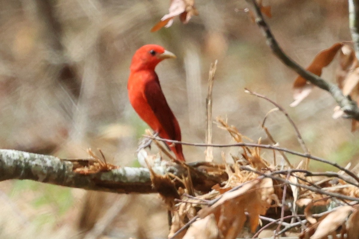 Summer Tanager - ML635791219