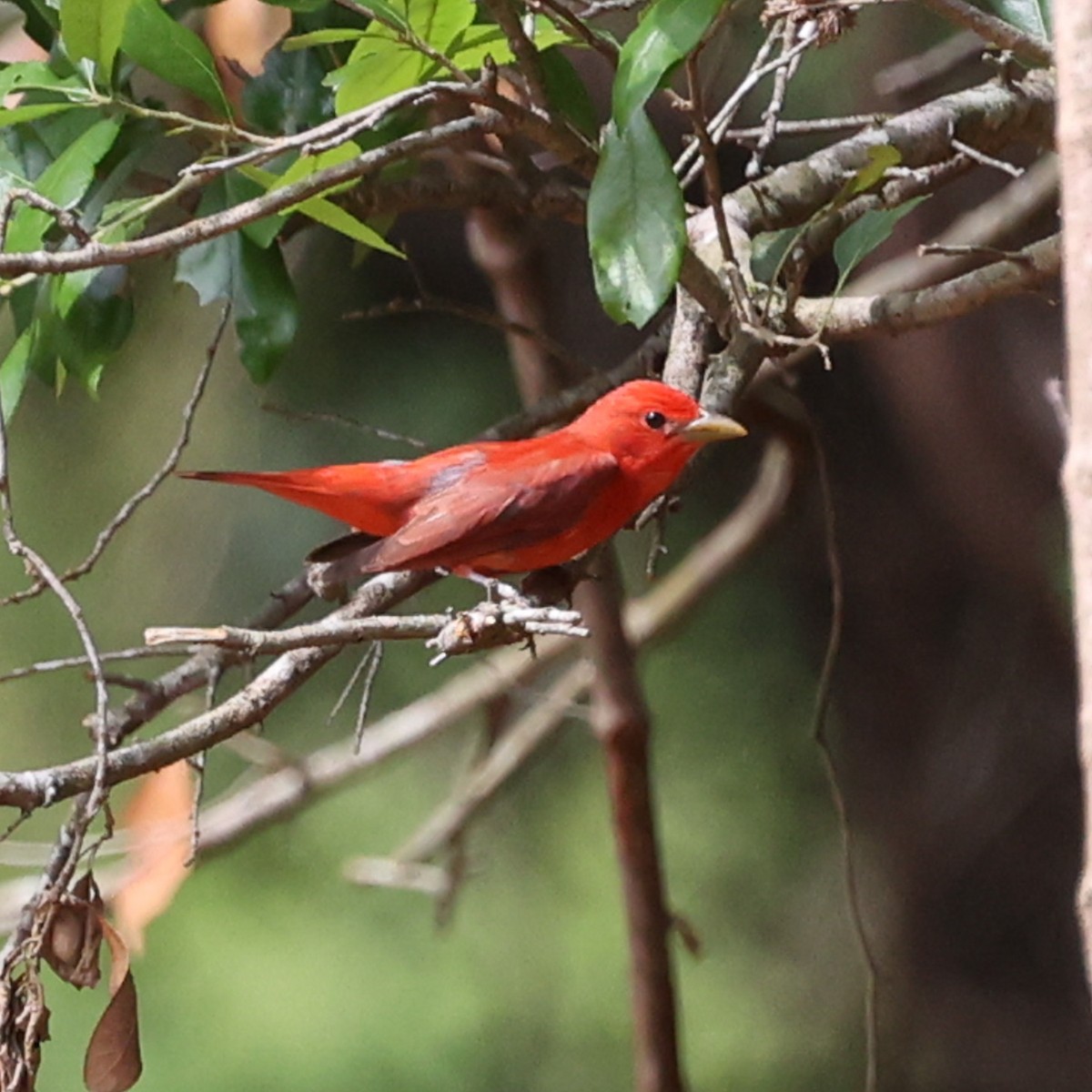 Summer Tanager - ML635791220