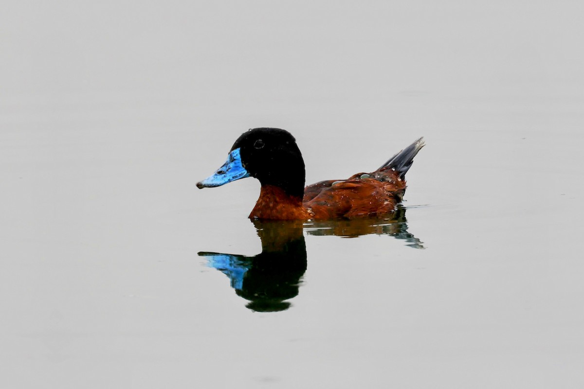 Maccoa Duck - ML635791315